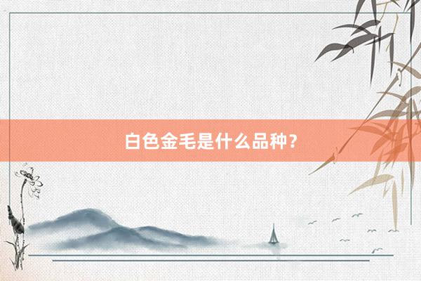 白色金毛是什么品种？